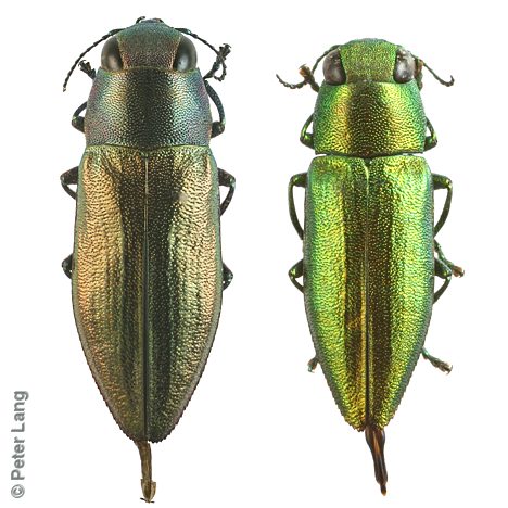 Melobasis simplex, PL3104, PL1193, female and male, from Acacia pycnantha